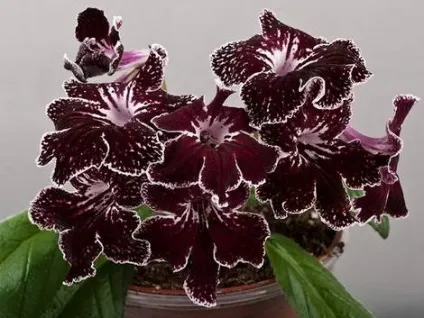 Фіалки на підвіконні, streptocarpus, розмноження стрептокарпусов (стрептокарпус) Фіалки на підвіконні, streptocarpus, розмноження стрептокарпусов