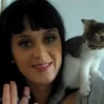 Фредді Меркьюрі - кототека - найцікавіше про світ кішок (фредди) Фредді Меркьюрі - кототека - найцікавіше про світ кішок