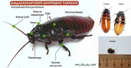 Фото мадагаскарських шиплячих тарганів і їх зміст в домашніх умовах (умовах) Фото мадагаскарських шиплячих тарганів і їх зміст в домашніх умовах