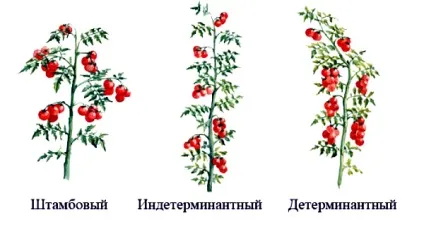 Формування томатів у теплиці схема форміровкі (теплиці) Формування томатів у теплиці схема форміровкі