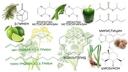 Гальбанум це добре, що ви зелений і гіркий ~ аромахімія (Parfums Rosine SNOB) Гальбанум це добре, що ви зелений і гіркий ~ аромахімія
