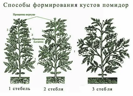 Формування томатів у теплиці схема форміровкі (томатів) Формування томатів у теплиці схема форміровкі