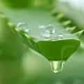 Герань запашна особливості вирощування в домашніх умовах (умовах) Герань запашна особливості вирощування в домашніх умовах