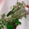 Герань запашна особливості вирощування в домашніх умовах (умовах) Герань запашна особливості вирощування в домашніх умовах
