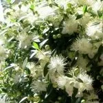 Де вирощувати куфею, який догляд їй потрібен, як посадити рослину про це розповість наша стаття