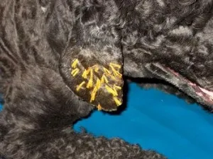 Гематома вуха у собаки (haematoma auriculus), хвороби вуха у собак гематома вушної раковини собаки (собак) Гематома вуха у собаки (haematoma auriculus), хвороби вуха у собак гематома вушної раковини собаки