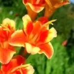 Гладіолуси жовтіють і сохнуть листя чому, що робити, жовтіють гладіолуси