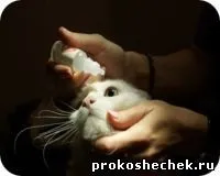 Очі кішки і догляд за очима кішок (догляд за очима) Очі кішки і догляд за очима кішок