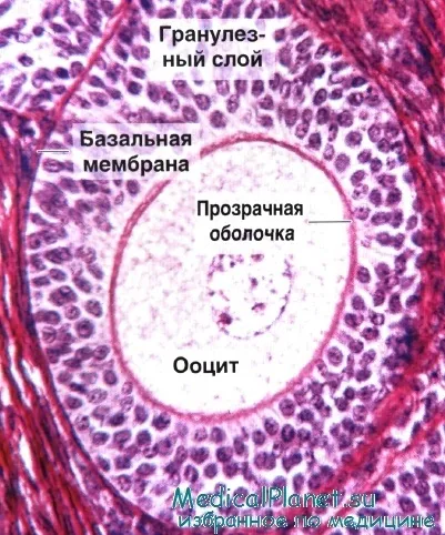 Гістологія фолікула яєчника (внутрішній шар теки) Гістологія фолікула яєчника