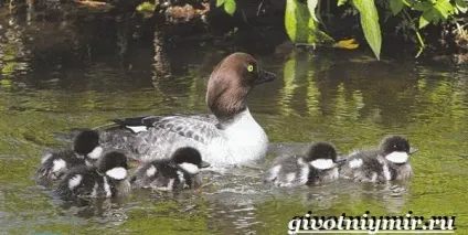 Гоголь птах