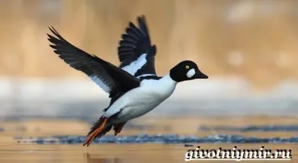Гоголь птах