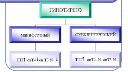 Гіперфункція щитовидної залози - що це таке, симптоми підвищення і лікування (щитовидної) Гіперфункція щитовидної залози - що це таке, симптоми підвищення і лікування