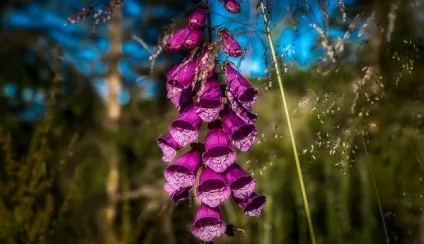 Гомеопатія дигіталіс (digitalis) показання до застосування (дигіталіс) Гомеопатія дигіталіс (digitalis) показання до застосування