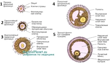 Гістологія фолікула яєчника (зростання фолікула яєчника) Гістологія фолікула яєчника