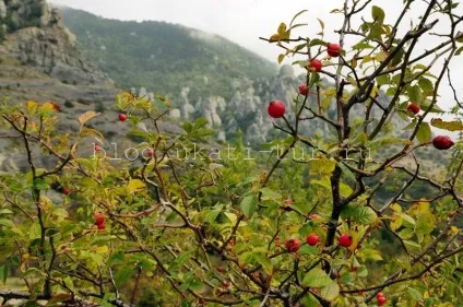 Гора Демерджі і долина привидів як дістатися, відгук з фото (привидів) Гора Демерджі і долина привидів як дістатися, відгук з фото