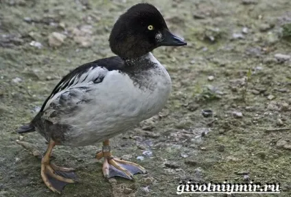 Гоголь птах