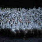 Гусяча ферма як бізнес бізнес-план вирощування гусей, з чого почати (бізнес) Гусяча ферма як бізнес бізнес-план вирощування гусей, з чого почати
