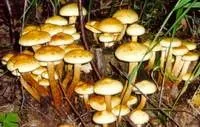 Гриби печериці, опеньок, глива, чорний трюфель, чага в штучних умовах (умовах) Гриби печериці, опеньок, глива, чорний трюфель, чага в штучних умовах