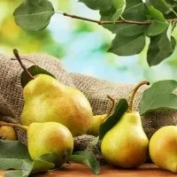 Груша при грудному вигодовуванні коли і як вживати (груша) Груша при грудному вигодовуванні коли і як вживати