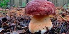Гриб подберезовик фото і опис (підберезник) Гриб подберезовик фото і опис