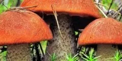 Гриб подберезовик фото і опис (фото) Гриб подберезовик фото і опис