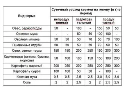 Гусяча ферма як бізнес бізнес-план вирощування гусей, з чого почати (гусяча) Гусяча ферма як бізнес бізнес-план вирощування гусей, з чого почати