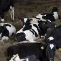 Інфекційна агалактия овець і кіз, omedvet (omedvet) Інфекційна агалактия овець і кіз, omedvet