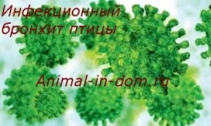 Інфекційний бронхіт птиці, лікування домашніх тварин (лікування) Інфекційний бронхіт птиці, лікування домашніх тварин