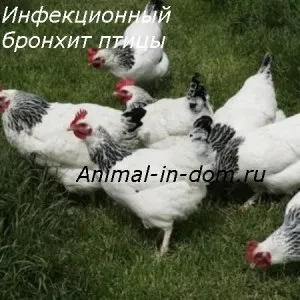 Інфекційний бронхіт птиці, лікування домашніх тварин (бронхіт) Інфекційний бронхіт птиці, лікування домашніх тварин