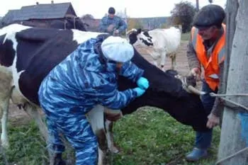 Інфекційна агалактия овець і кіз, omedvet (інфекційна агалактия овець) Інфекційна агалактия овець і кіз, omedvet