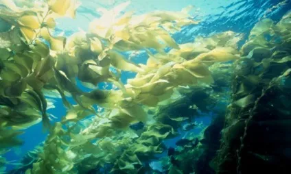 Цікаві факти про водоростях (факти) Цікаві факти про водоростях