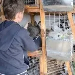Виготовляємо шеди для кроликів фото, відео та креслення (фото) Виготовляємо шеди для кроликів фото, відео та креслення