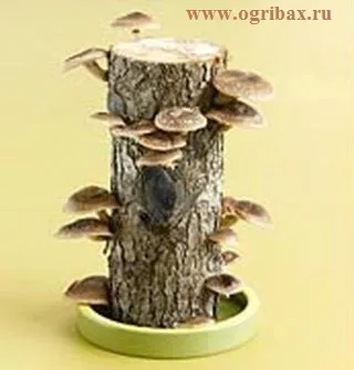 Штучне вирощування грибів (підтримується постійна температура 12-16) Штучне вирощування грибів