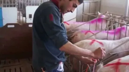 Штучне запліднення свиней (штучне) Штучне запліднення свиней