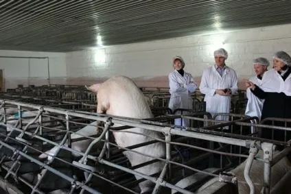 Штучне запліднення свиней в домашніх умовах 1