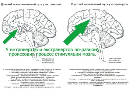 Справжні відмінності інтровертів і екстравертів (інтроверт) Справжні відмінності інтровертів і екстравертів