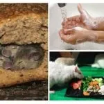 Які хвороби переносять щури (щури) Які хвороби переносять щури