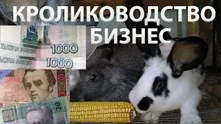 Якими овочами і фруктами можна годувати кролика (годувати) Якими овочами і фруктами можна годувати кролика