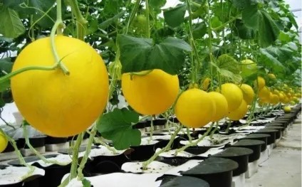 Які добрива підходять для гідропоніки (гідропонних добрив) Які добрива підходять для гідропоніки