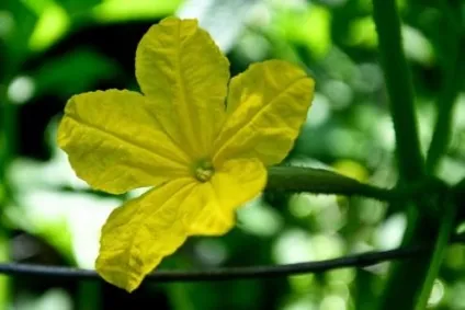 Як формувати огірки і отримувати хороші врожаї (формувати) Як формувати огірки і отримувати хороші врожаї