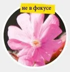 Секрети глибини різкості