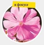 Секрети глибини різкості