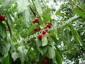 саджанці винограду
