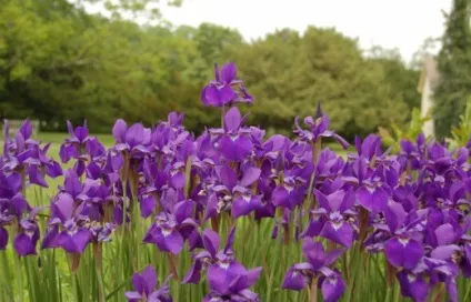 Секрети вирощування сибірських ірисів (ірисів) Секрети вирощування сибірських ірисів