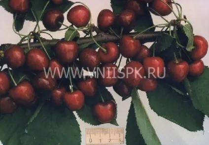 саджанці винограду