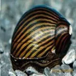 Як позбавиться від водоростей, сайт аква-ас (позбавиться) Як позбавиться від водоростей, сайт аква-ас