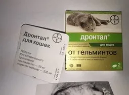 Як позбутися від глистів у кішки в домашніх умовах