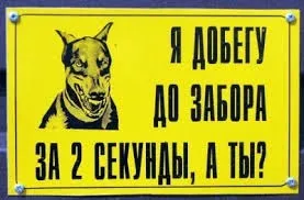 Як уникнути конфлікту з собакою, мої домашні вихованці