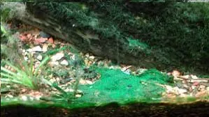 Як позбавиться від водоростей, сайт аква-ас (водорості боротися позбудеться) Як позбавиться від водоростей, сайт аква-ас