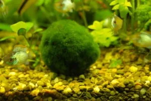 Як позбавиться від водоростей, сайт аква-ас (синьо-зелені) Як позбавиться від водоростей, сайт аква-ас